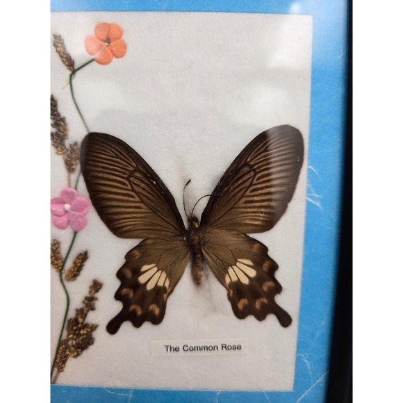 Set of 3 Framed Butterfly Art Collection Common Tiger Common Rose Lime Butterfly